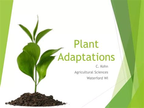 Ppt Plant Adaptations Powerpoint Presentation Free Download Id2041741