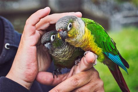 Parrots In Love Stock Photo Image Of Sitting Animals 165286698