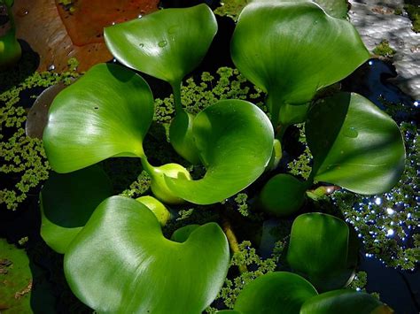 Favourite Floating Surface Aquatic Plant