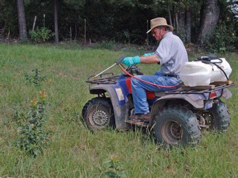 The Cheapest Method To Control Pasture Weeds Ufifas Extension