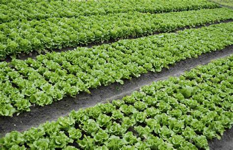 Gardening Quick Facts Lettuce Get Homesteading