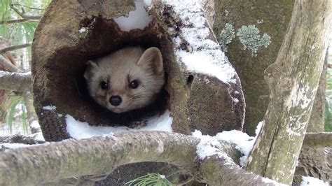 Shubenacadie Wildlife Park Zoos In Canada