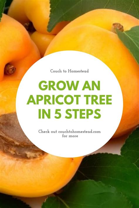 How To Grow An Apricot Tree From A Stone In 5 Steps Couch To