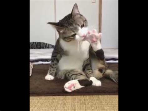 If the mere act of licking doesn't do the trick freeing what's lodged in their claws, while grooming, healthy cats will sometimes bite. This cat has a habit of biting his nails 😂 - YouTube