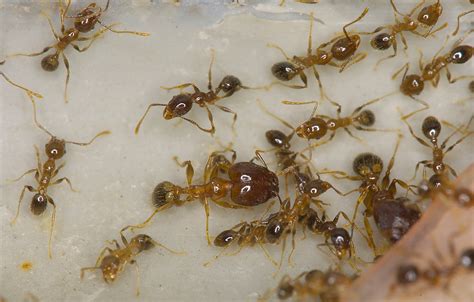 Coastal Brown Ants Big Headed Ants Agriculture And Food