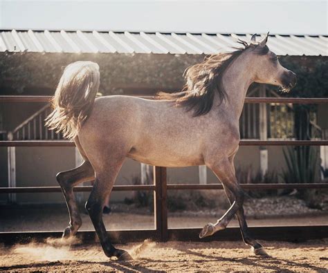 Nairobia Bey Swf Arabian Horses Of Stonewall Farm