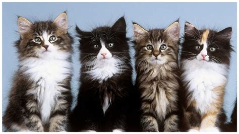 The Adorable Variety Of Norwegian Forest Kittens Youtube