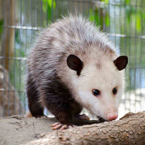 Opossum Removal And Opossum Control Services In Dallas And Houston