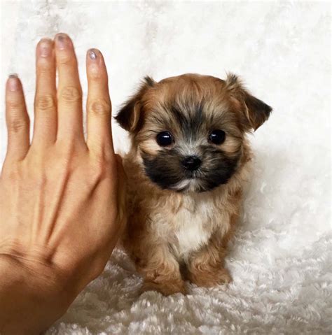 This was our second dog from korea. Micro Teacup Morkie Puppy For sale! XX Cobby and square ...