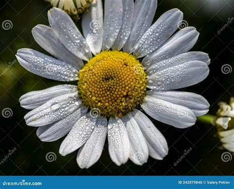 Fresh White Chamomile With Morning Dew Drops Stock Photo Image Of