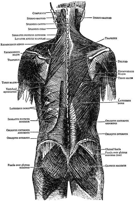 Back Muscles Clipart Etc