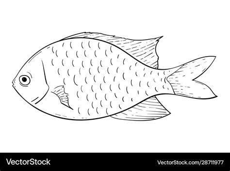 Fish Black And White Drawing Royalty Free Vector Image