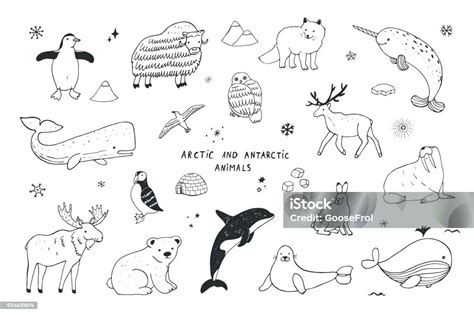 Arctic And Antarctic Polar Doodle Cartoon Animals Illustrations Set