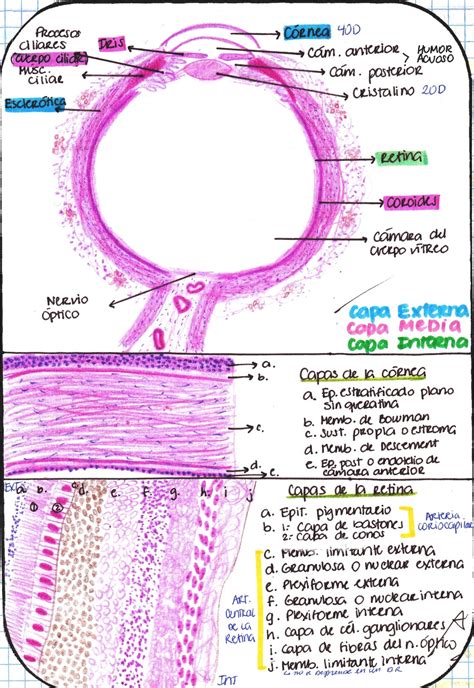 My Notes For Usmle — Histology Of The Eye Retina Layers Pigment