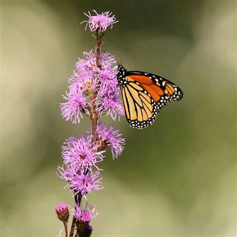 Like most prairie plants, blazing star isn't choosy about soil conditions and may grow too tall and flop over in soil that is overly fertile. Blazing Star Seeds for Monarch Butterfly Gardens