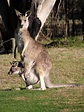 Free kangaroo and joey Stock Photo - FreeImages.com