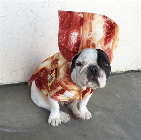 Ten Dogs Dressed Up Like Delicious Foods Dog Costumes Dogs Designer