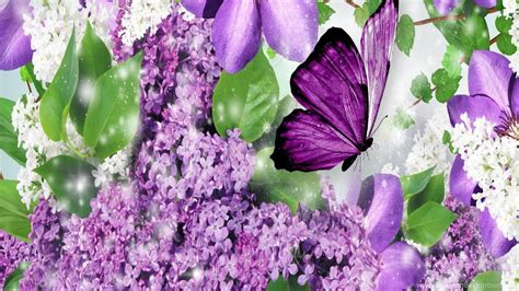 Purple Butterfly Wallpapers Hd Desktop Background