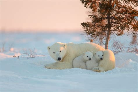 Polar Bear Baby Mother Winter Snow Wallpaper 2048x1365 766680