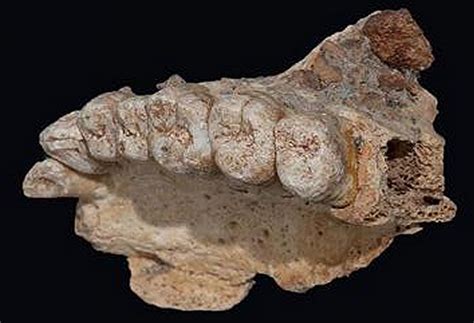Earliest Modern Human Fossil Outside Africa Unearthed At Misliya Cave
