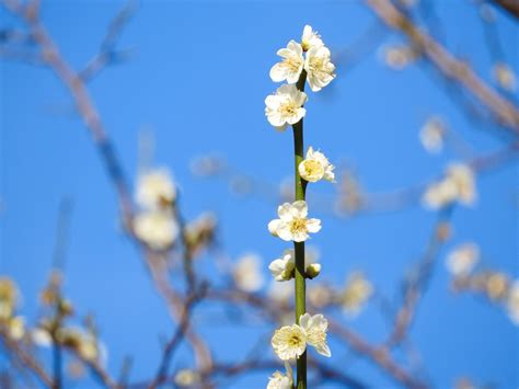 무료 이미지 봄 분기 작은 가지 하늘 꽃 피는 식물 나무 자두 식물 줄기 야생화 싹 4608x3456