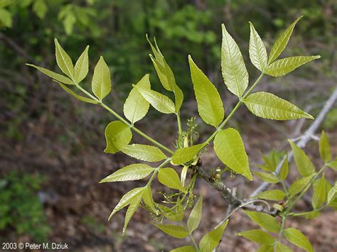 Fraxinus Pennsylvanica Green Ash Minnesota Wildflowers