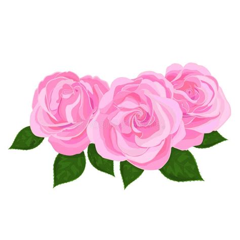 Pale Pink Roses Wedding Stock Illustrations 814 Pale Pink Roses