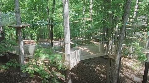 Treetop Quest Lets Adventurists Reach New Heights In Roanoke County