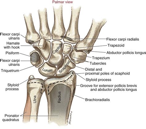 Dorsal Wrist Bone Anatomy