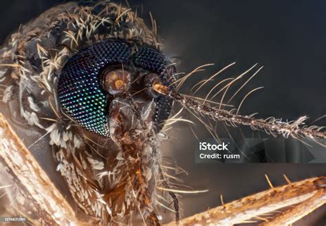 Mosquito Under Microscope Macro Portrait Isolated On Black Background
