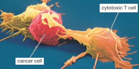 Watch A White Blood Cell Attack A Cancer Cell How It Works