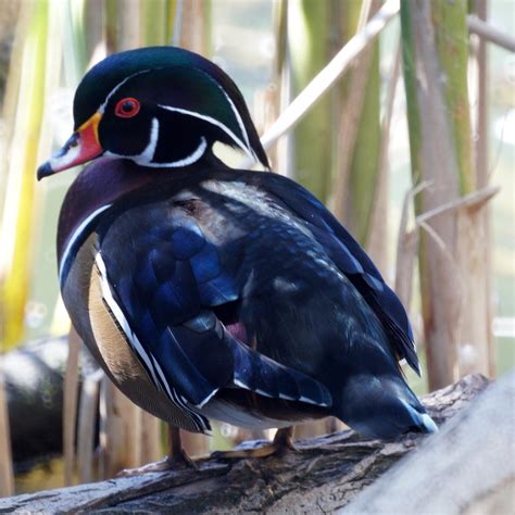 Wood Duck Mikes Birds Flickr