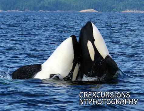 Transient Orcas Photo By Crexcursions Ntphotography Wassertiere