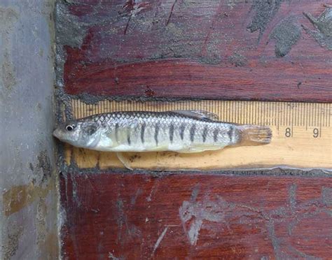 Bony Fishes Scdnr Salt Marsh Guide