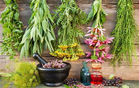 10 Medicinal Plants To Prevent Colds Colds And Flu Naturally