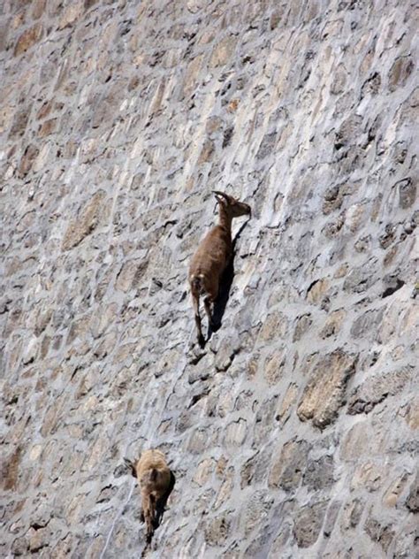 Goats Do Roam Where No Man Has Soloed Before Climb Za Rock
