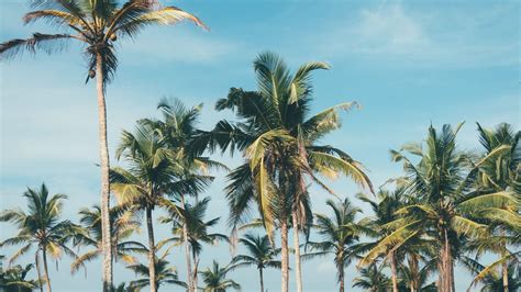 Aesthetic Palm Tree Laptop Wallpapers Top Free Aesthetic Palm Tree