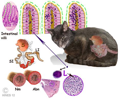 Lymphoma is the most commonly diagnosed neoplasm in cats and accounts for approximately 30% of all diagnosed tumors. Lymphosarcoma In Cats - Cat and Dog Lovers