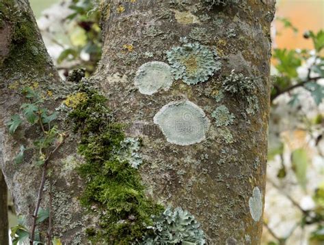 Lichens And Moss On Tree Stock Photo Image Of Woodland 174682524