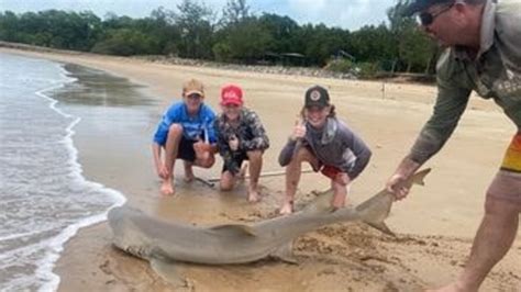 Darwin Teen Fishermen Land Hammerhead And Nurse Shark From Beach In