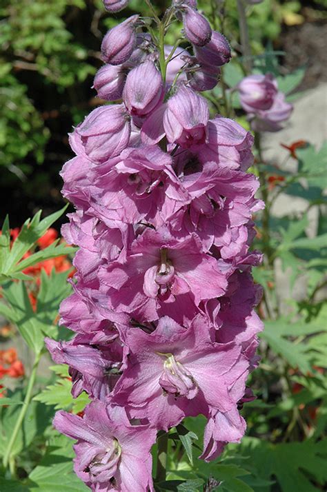Not only is the staff always helpful, from searching in back for a plant to loading your mulch for you, but they carry a wide range of. Sweethearts Larkspur (Delphinium 'Sweethearts') in ...