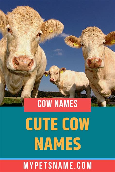 There Are Many Options When It Comes To Finding Cute Cow Names Taking