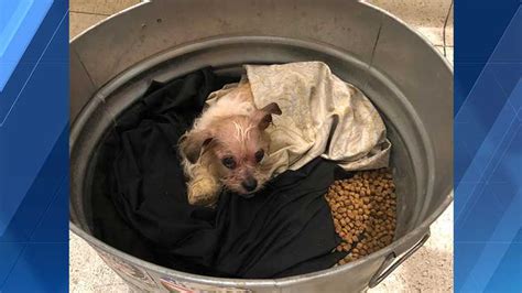 Abandoned Dog Found In Bucket At Boston Apartment Complex