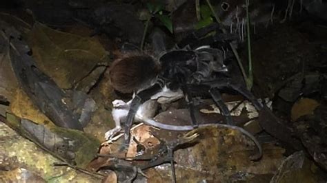 First Ever Video Shows A Tarantula Eating An Opossum — National