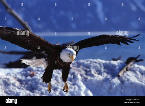 A Bald Eagle With Its Wings Outstretched About To Land On A Bed Of