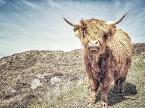Scottish Highland Cow In Nature Stock Image Image Of Highlands