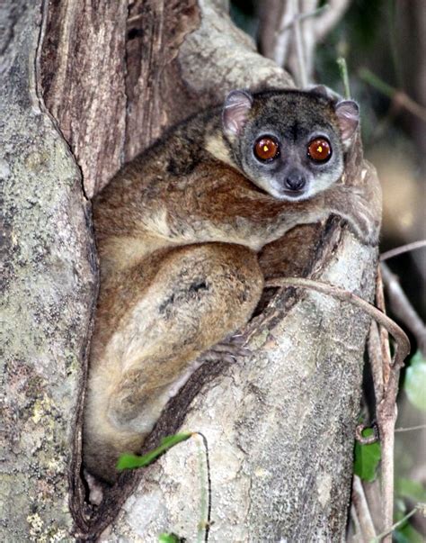 Primate Lemur Lepilemur Ankaranensis Ankarana Sportive Lemur