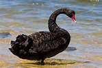 File:Black swan jan09.jpg - Wikipedia