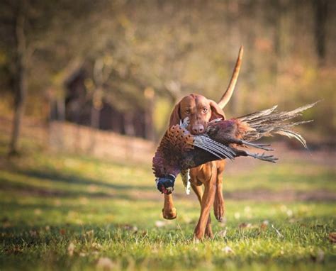 Vizsla The History And Overview Of The Hungarian Pointing Dog