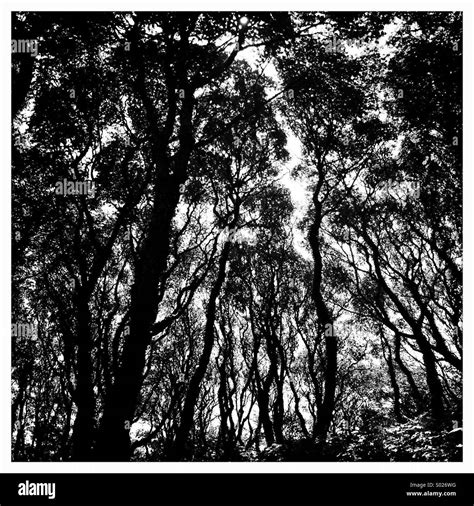 Trees Forest Woodland Black White Stock Photos And Trees Forest Woodland
